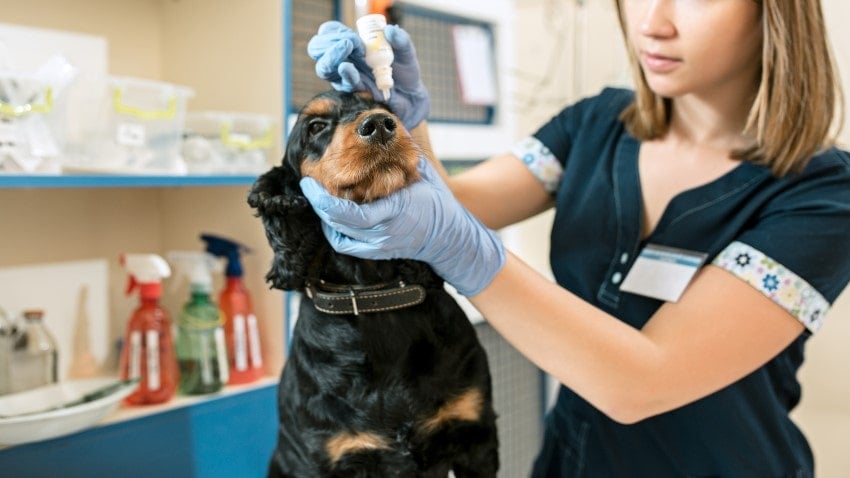 köpeklerde göz hastalıkları
