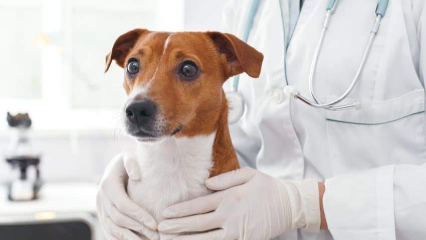 Köpeklerde İç Parazit Belirtileri