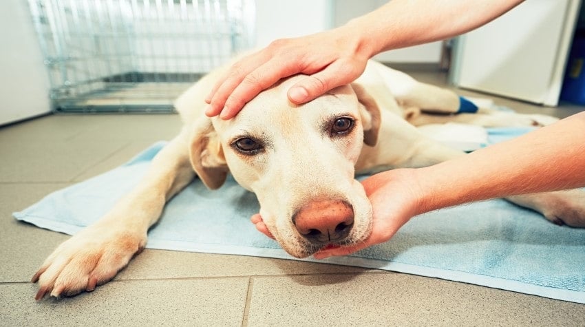 köpeklerde kanser