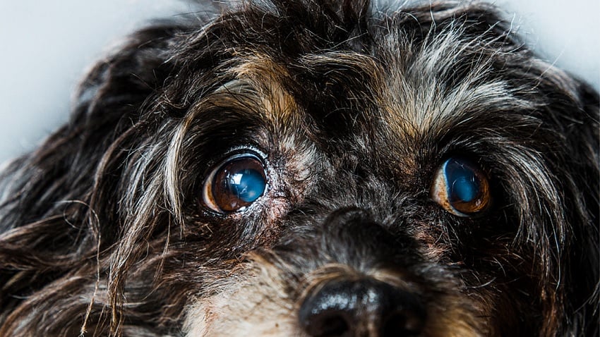 Köpek hakkında