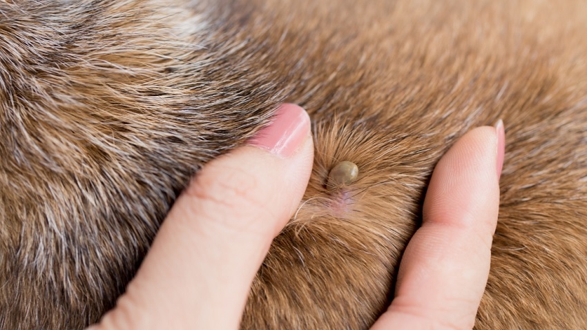 Köpekler Hakkında
