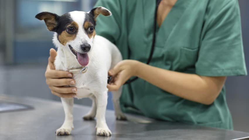 Köpeklerde Mantar Hastalığı