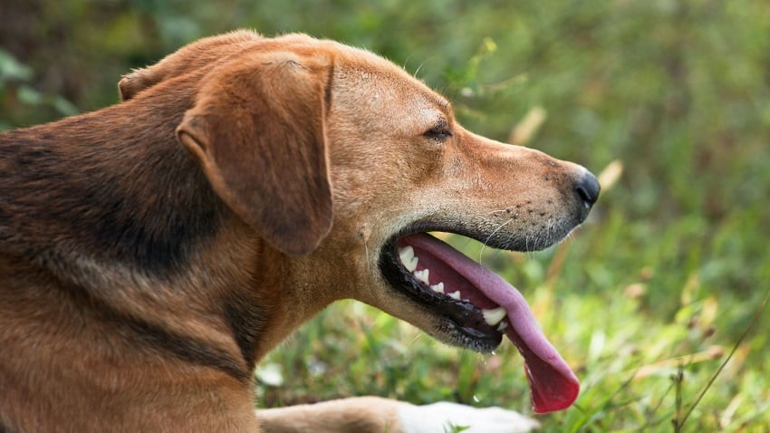 Köpek hakkında