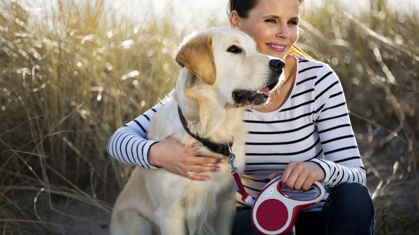 Köpeklerde Tasma Seçimi