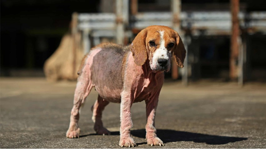 Köpekler Hakkında