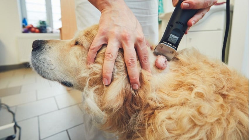 Köpekler Hakkında, Kediler Hakkında