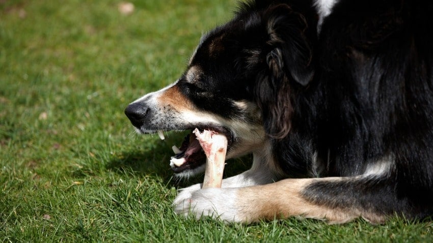Köpeklere Kemik Vermek