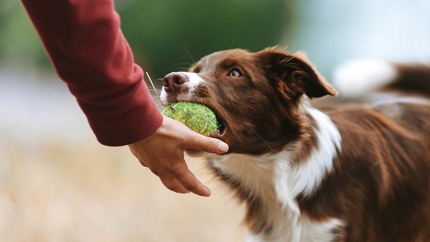Köpekler Hakkında