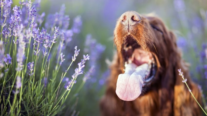 köpek ağız kokusu