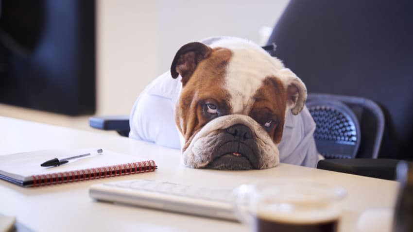 köpeklerin hoşlanmadığı şeyler nelerdir