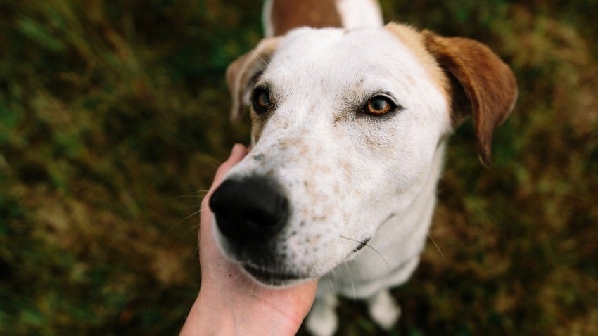 Köpekler Hakkında