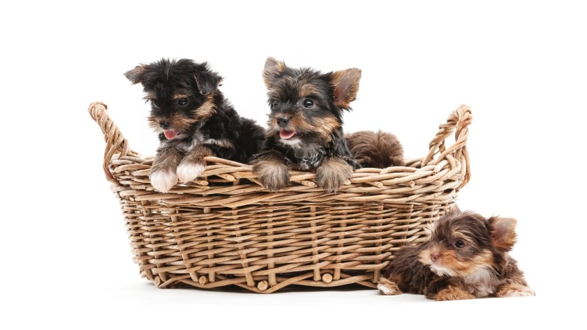küçük ırk yavru köpekler