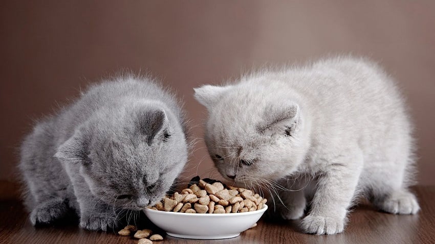 kuru kedi maması