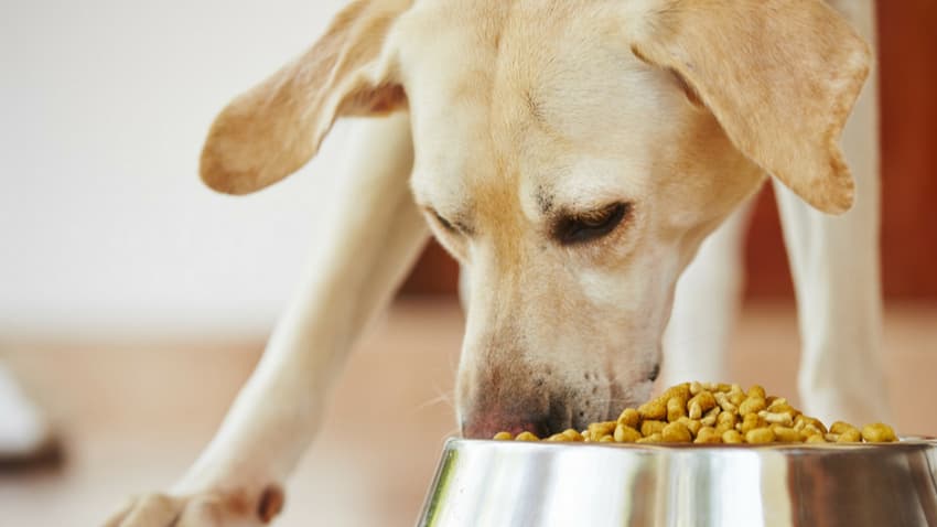 köpek kuru mama