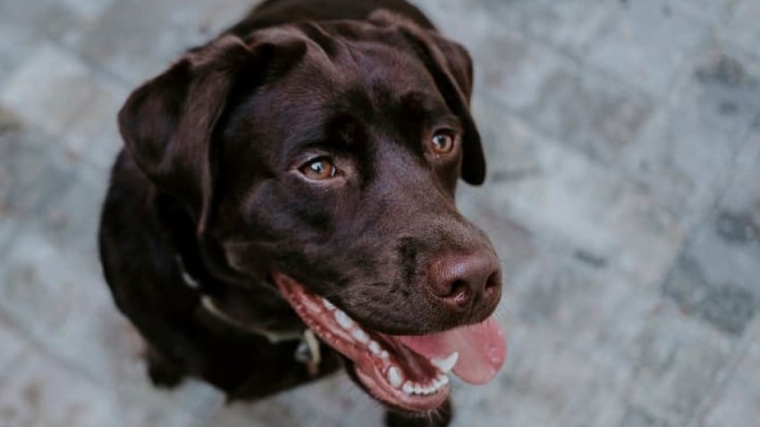 labrador köpek