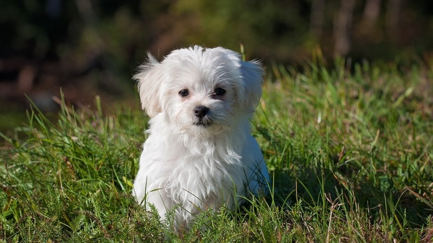 malta köpeği