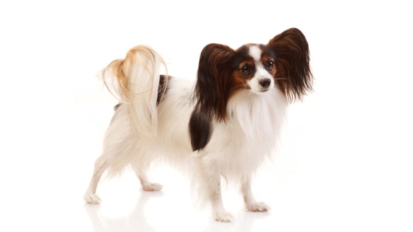 Papillon Köpek Cinsi
