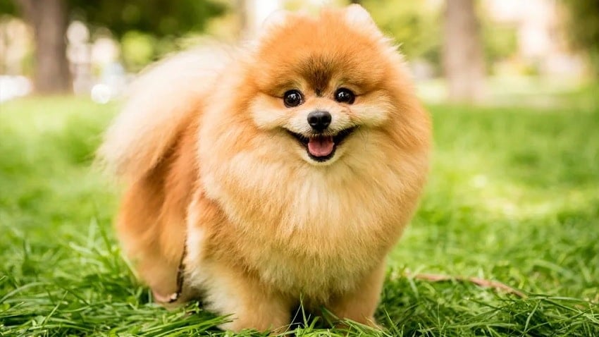 Köpekler Hakkında