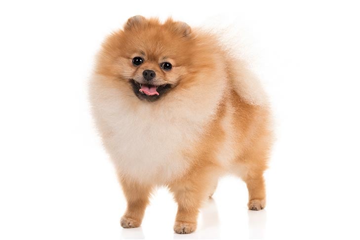 Pomeranian Boo