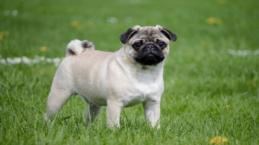 pug köpek ırkı