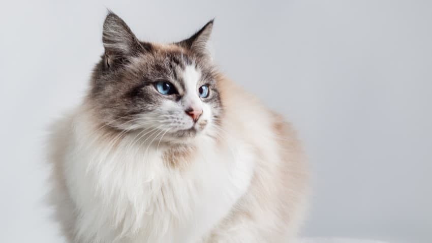 Ragdoll Kedisi
