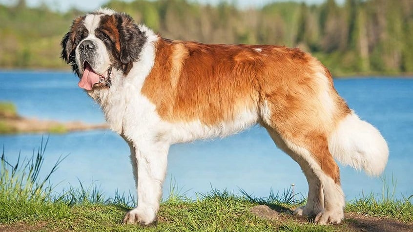 Saint Bernard