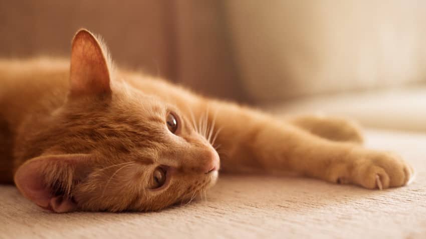 sarman kedi