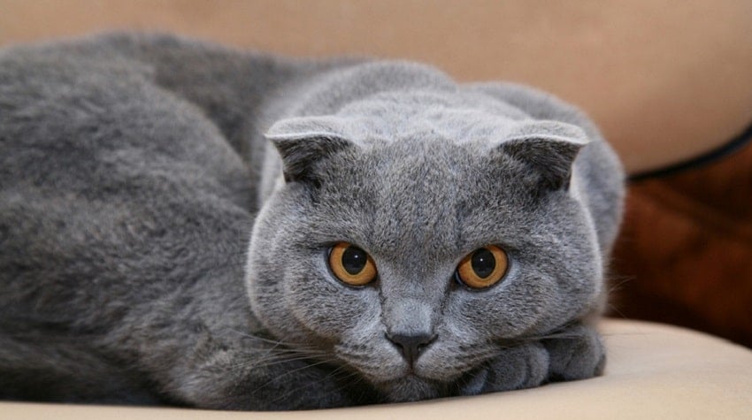 Scottish Fold kedi