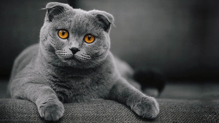 Kedi Hastalıkları
