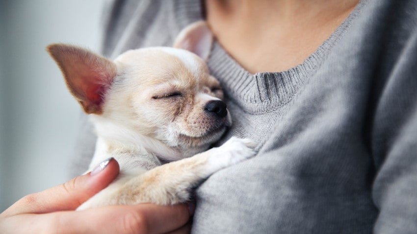 mini köpekler