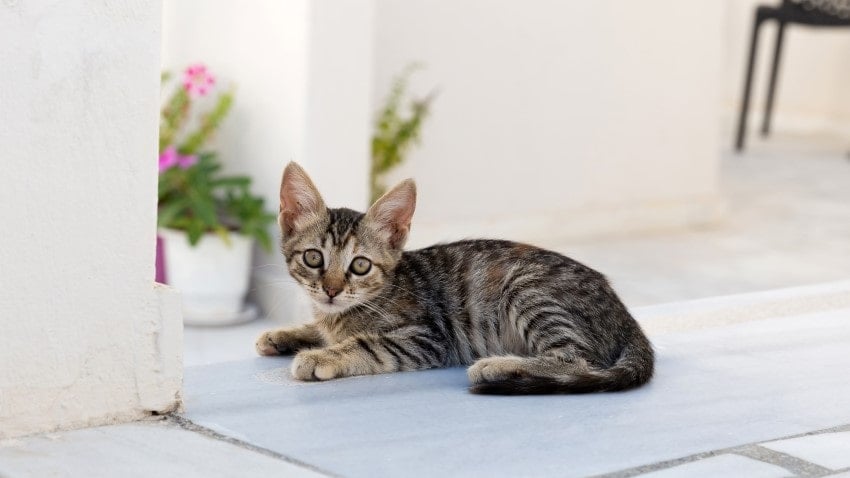 tekir kedi, tekir yavrusu, kedi aşıları