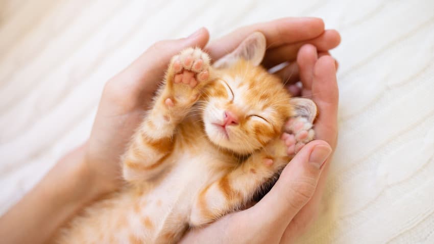 yavru kedi