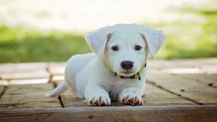 yavru köpek eğitimi