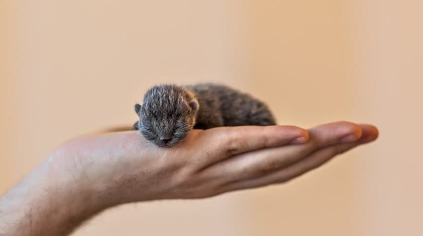 yeni doğmuş kedi