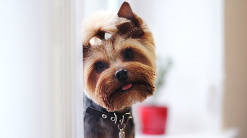 Yorkshire Terrier