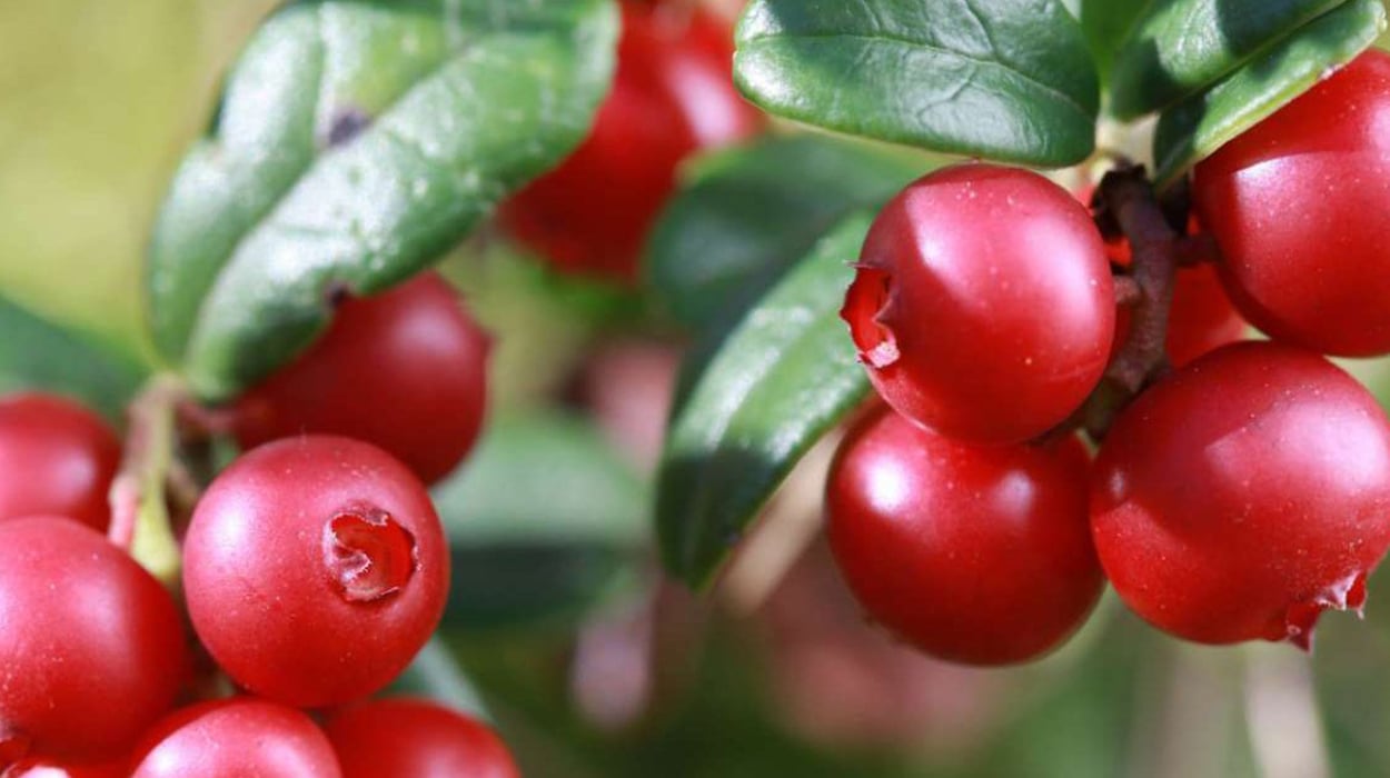 Cranberry (Turna Yemişi) Nedir? Nasıl Kullanılır?