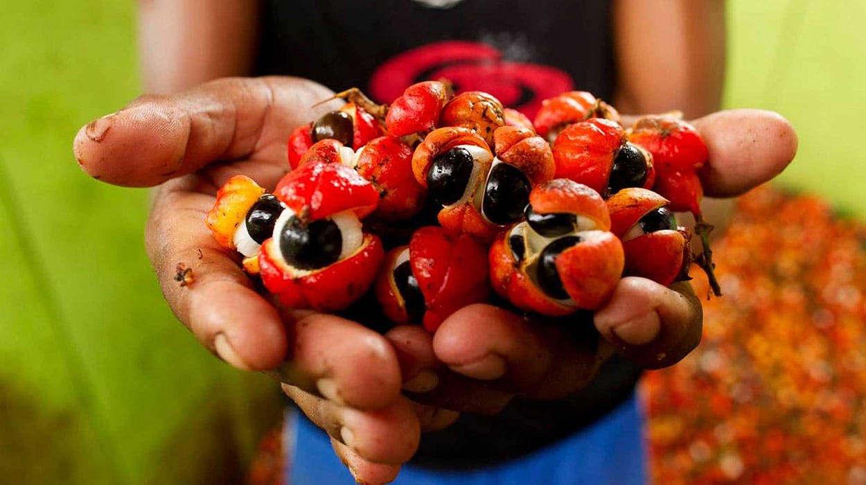 Guarana Nedir? Ne İşe Yarar? Faydaları Nelerdir?