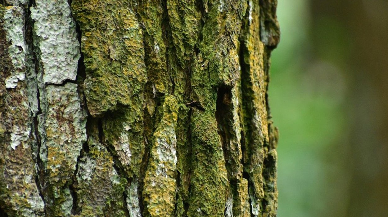 Pycnogenol (Çam Kabuğu) Nedir? Çam Kabuğunun Faydaları