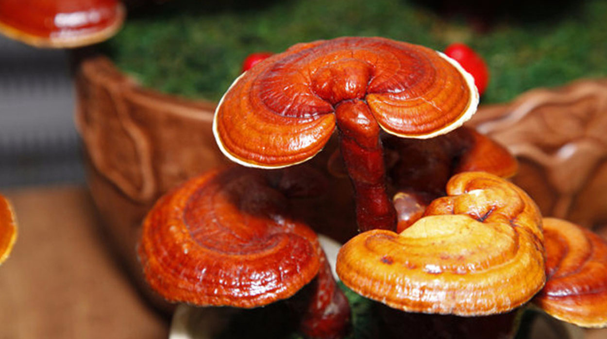Reishi Mantarı Nedir? Ne İşe Yarar? Nasıl Kullanılır?