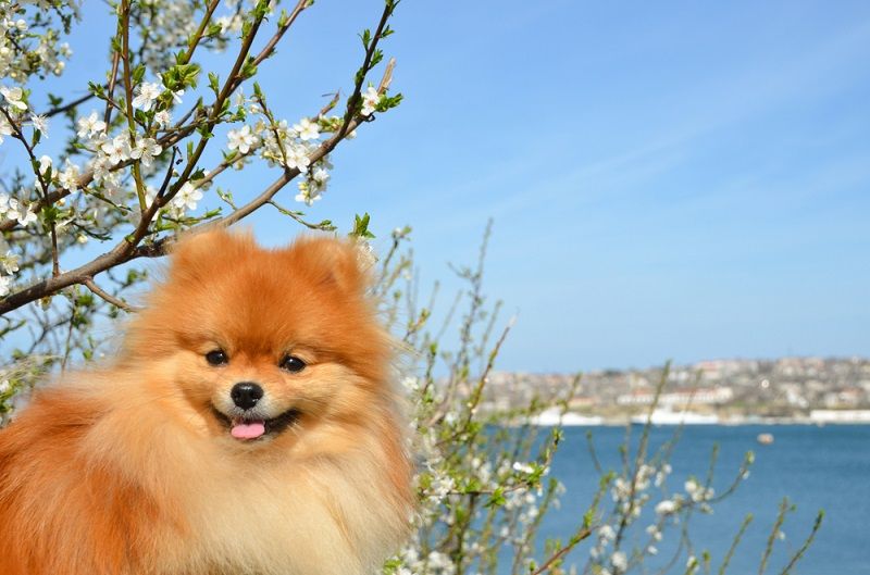 Köpeklerde Tüy ve Deri Bakımı
