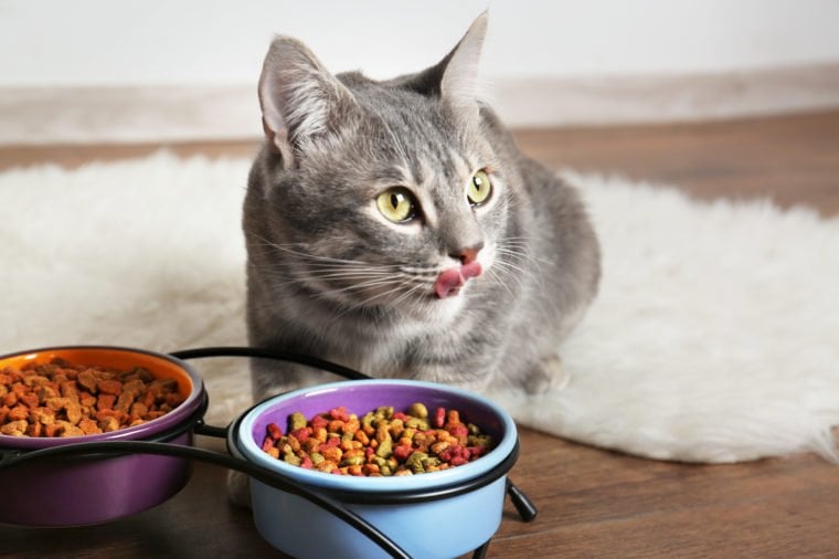 cat eating dry food