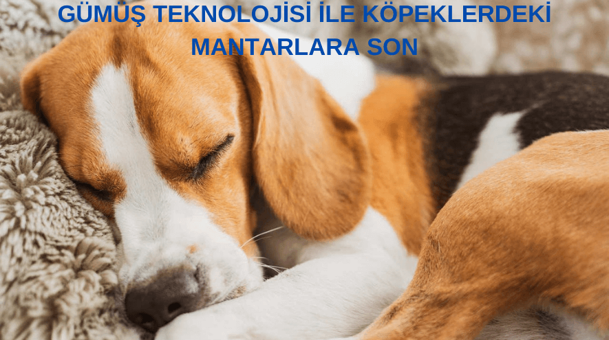 köpeklerde mantar