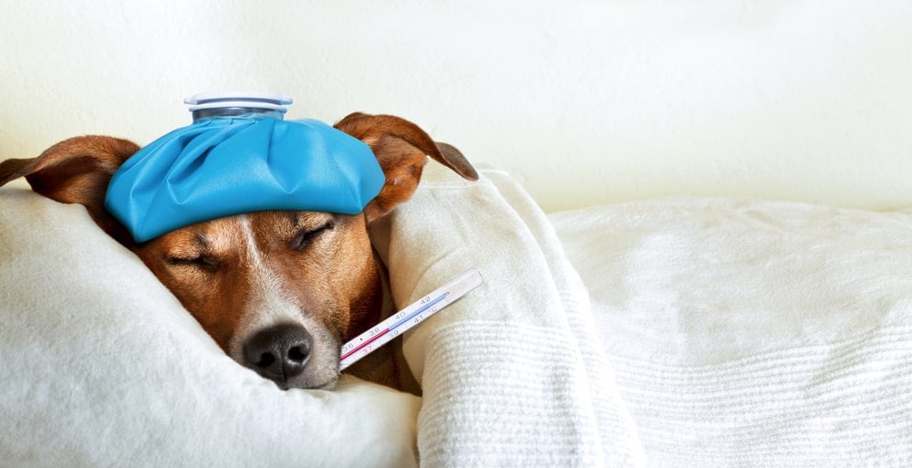 En Yaygın Köpek Hastalıkları Nelerdir?