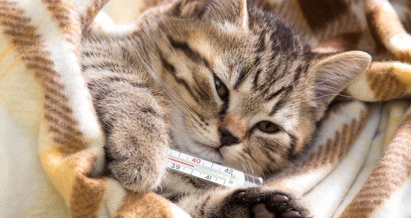 Kedi nezlesi nedir? Alınması gereken önlemler nelerdir?