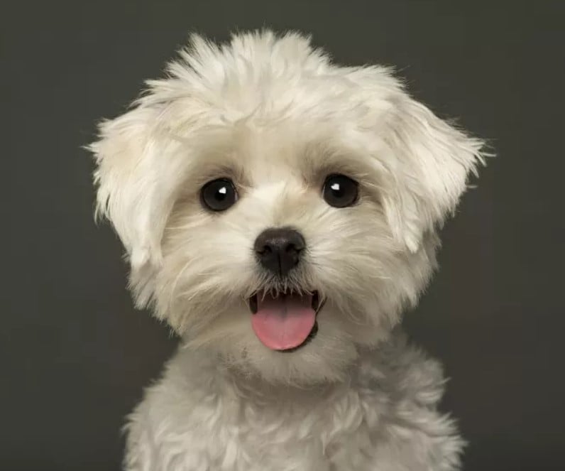 Maltese Terrier Köpeklerinin Özellikleri