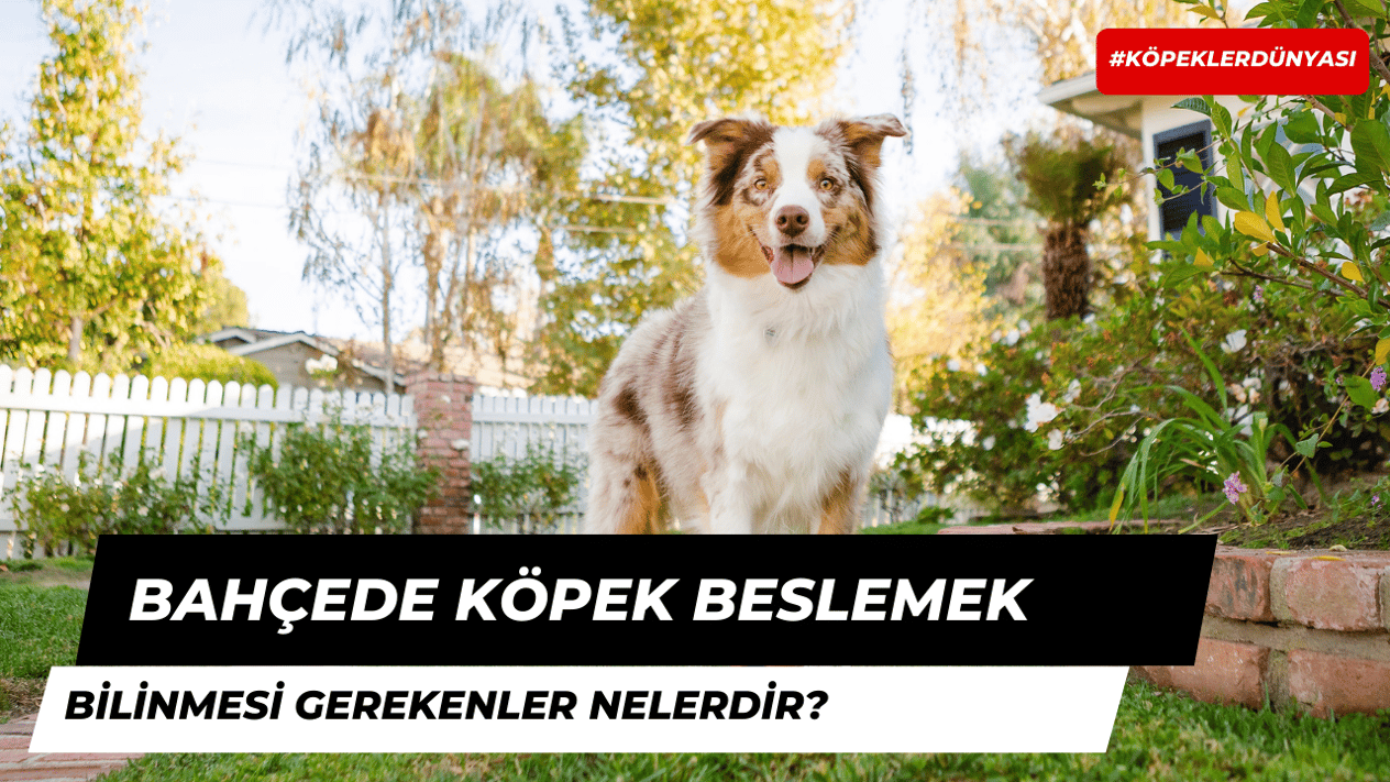 Bahçede Köpek Besleyenlerin Bilmesi Gerekenler Nelerdir?