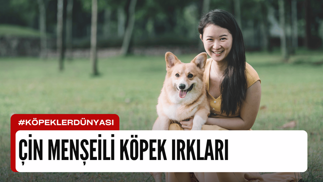 Çin Menşeili Köpek Irkları