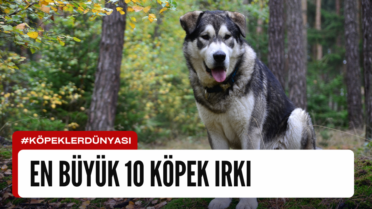 En Büyük 10 Köpek Irkı