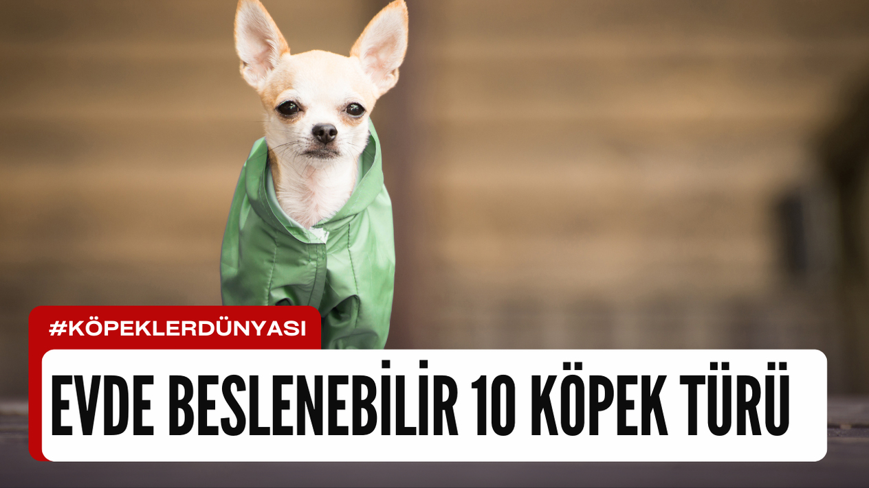 Evde Beslenmeye Uygun 10 Küçük Köpek Irkı