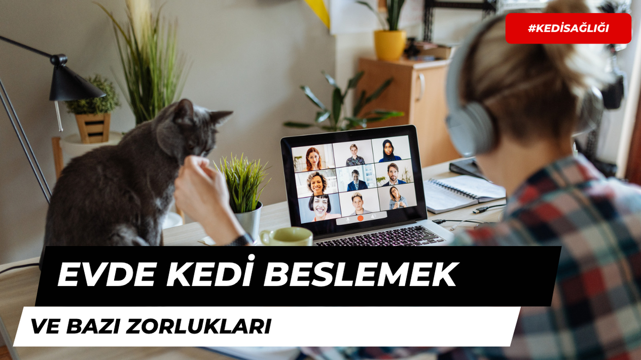Evde Kedi Beslemenin Zorlukları